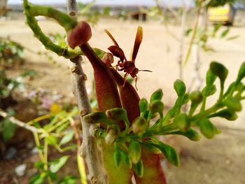 Close-up of lizard on plant