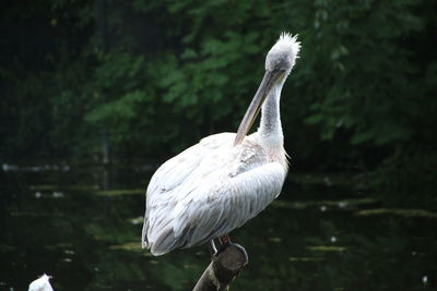 Close-up of pelican against lake