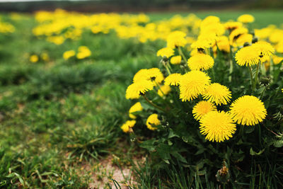 Close-up of yellow flowering plant on field