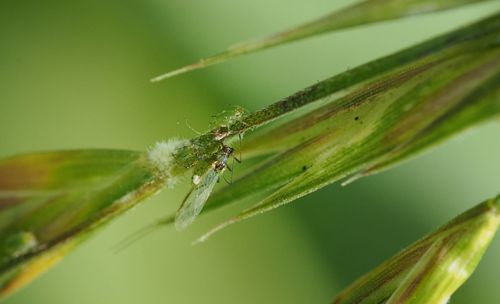 Close-up of insect on leaf