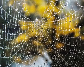 Close-up of spider on web