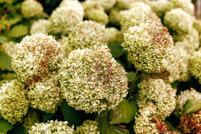 Full frame shot of plants