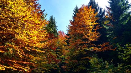 Trees in forest during autumn