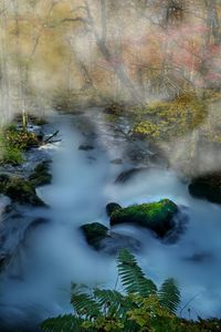 Scenic view of river flowing in forest