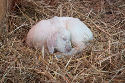 High angle view of kid goat