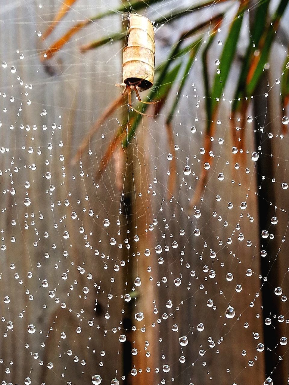 CLOSE-UP OF WET SPIDER WEB IN A RAIN