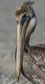 Close-up of pelican