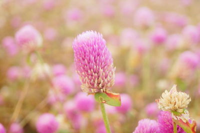 Close-up of pink flowering plant in field