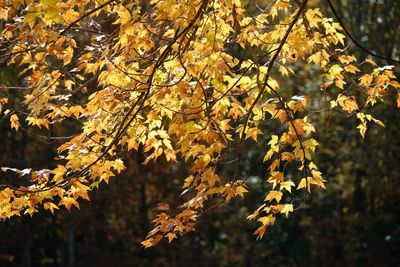 Close-up of leaves on tree