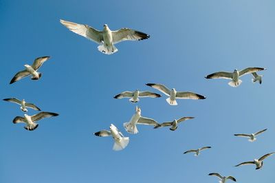 Low angle view of seagulls flying