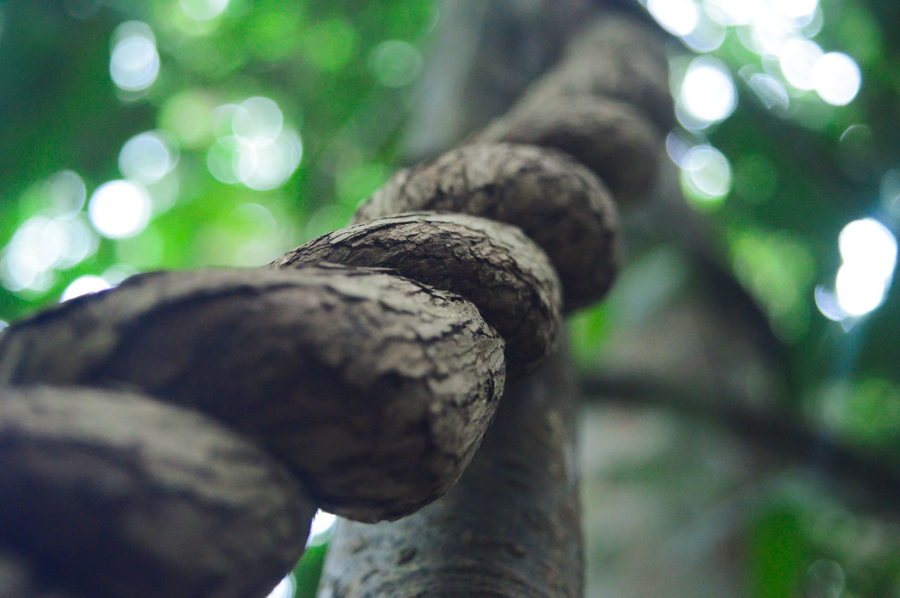 LOW ANGLE VIEW OF TREE TRUNK