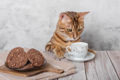 Funny kitty with a mug of milk and oatmeal cookies for breakfast.