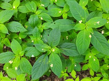 High angle view of leaves growing on field