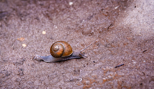 Close-up of snail