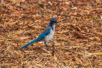 Close-up of blue bird on field