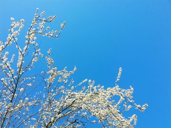 Low angle view of bare tree against clear blue sky