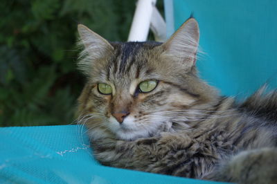 Close-up portrait of cat