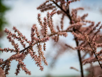 Low angle view of cherry blossoms against sky