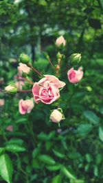 Close-up of pink flower