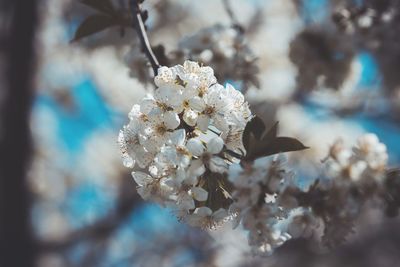 Close-up of white cherry blossom tree