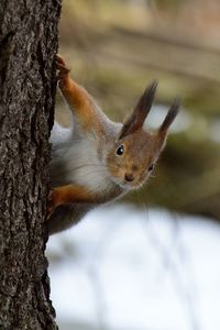 Close-up of squirrel on tree trunk