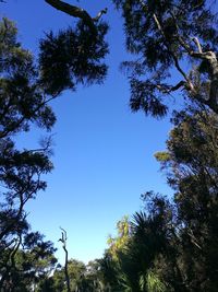 Low angle view of trees against blue sky