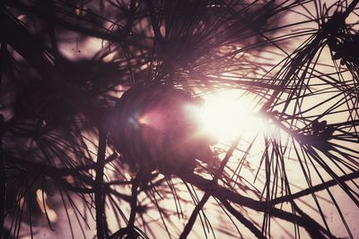 Low angle view of sun shining on sunny day