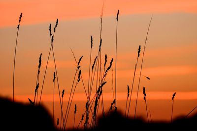 Close-up of silhouette plants against sunset sky