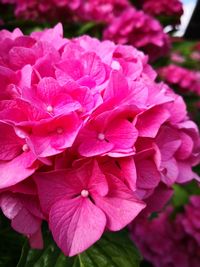 Close-up of pink flowering plant