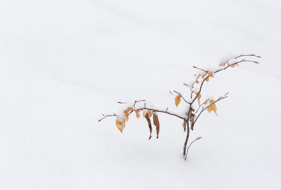 Close-up of a snow on plant against white background