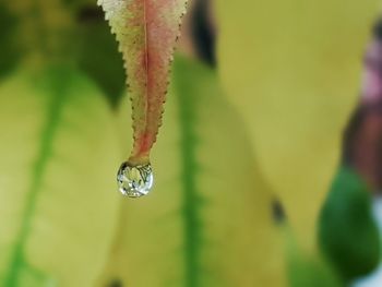 Close-up of leaf against blurred background