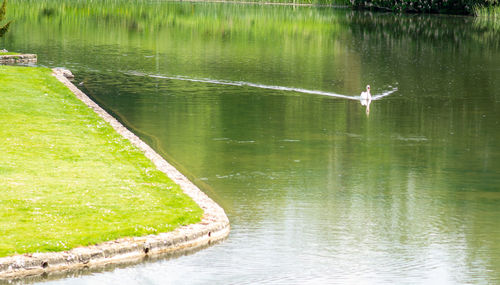 Birds flying over lake