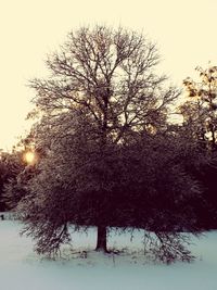 Bare tree against clear sky during winter