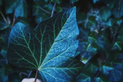 Close-up of leaf