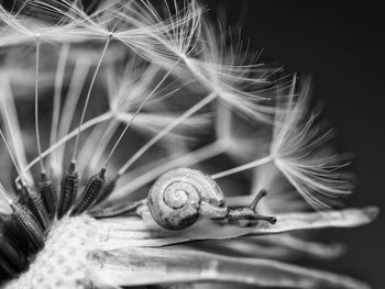 Close-up of snail on flower