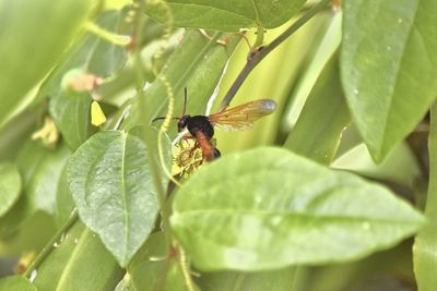 Close-up of bee on leaf