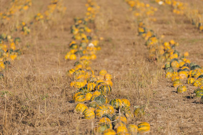 Yellow flowering plants on field during autumn