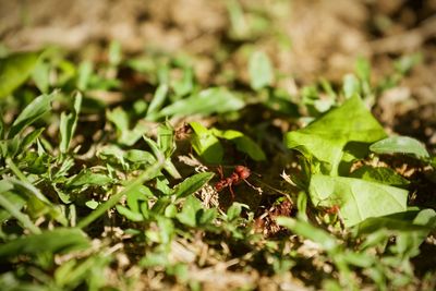 Close-up of insect on plant