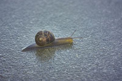 snail