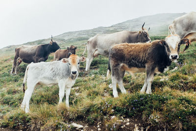 Cows grazing on grassy hill