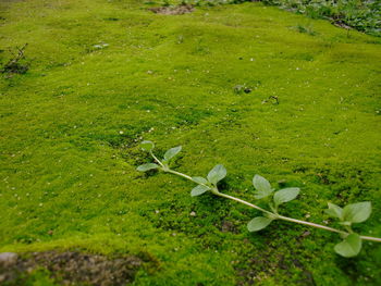 White flowers growing on grassy field