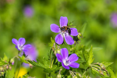Close-up of honey bee on purple flowering plant