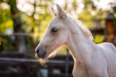 Close-up of a horse