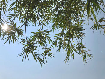 Low angle view of tree against clear blue sky