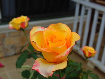 Close-up of yellow rose blooming outdoors