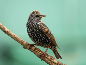 Close-up of bird perching on branch