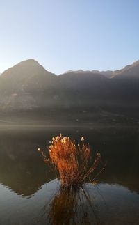 reflection