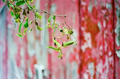 Close-up of leaves against blurred background