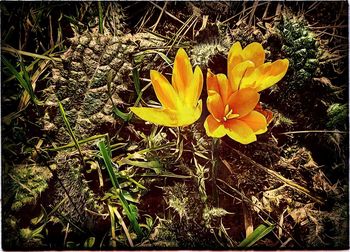 Close-up of yellow flower blooming in field