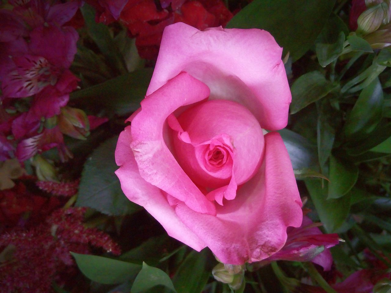 HIGH ANGLE VIEW OF PINK ROSE BOUQUET